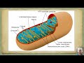 mitochondria the powerhouse of your cells