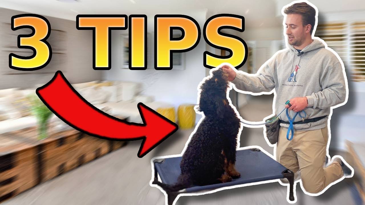 3 Essential Tips For Puppy Training Youtube