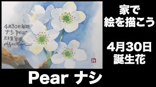 家で絵を描こう　4月30日誕生花　Pear ナシ