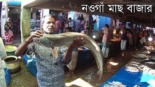 Naogaon Fish Market | নওগাঁ মাছ বাজার