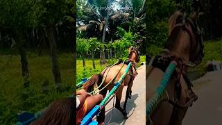 நாட்டு குதிரை|ரேக்ளா பந்தயம்|பயிற்சி💪😅|Rekla race horse|#reklarace #shorts