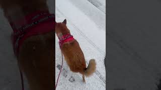 公園独り占め　元野犬のチャチャ(シニア)だよ🦊✨