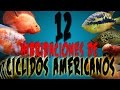 12 ESPECTACULARES HIBRIDACIONES DE CICLIDOS AMERICANOS / 12 hybridizations American cichlids