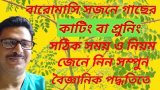 সজনে গাছের কাটিং এর সঠিক সময় ও নিয়ম।। Scientific Method Of Pruning Moringa Tree ( Drumstick)