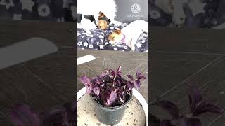 #Tradescantia spiderwort #tradescantia#ต้นก้ามปูปลุด#ต้นปีกแมลงสาบ##short#shortsvideo#shorts