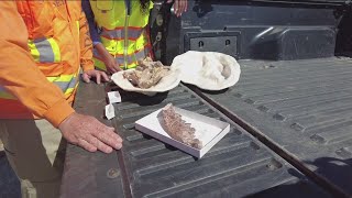 San Diego Natural History Museum unearths thousands of fossils