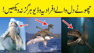 Samandar Main pai Jane Wali Ajeeb O Ghareeb Makhlooq || Most Mysterious Animals in the World