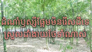 ឫស្សីផ្អែមដាំតែប្រាំគុម្ភអាចបំបែកពូជបានច្រើន