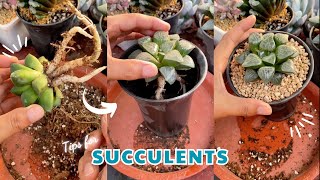 Get Ready to Grow Perfect Succulents in No Time