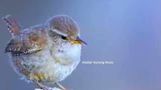 masteran burung viral burung kecil suara sadis masteran semua jenis burung