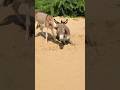 #donkey #animals #nature #viralvideo #youtubeshorts