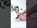 Ginseng Ficus Bonsai Transformation