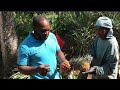 RADA VISITED MR. HAMILTON’S PINEAPPLE FARM/ ONE FOOT PINEAPPLE FARMER IN GINGER HILL JAMAICA