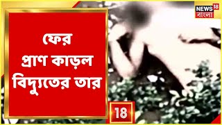 বিদ্যুৎস্পৃষ্ট হয়ে জোড়া মৃত্যু, ফের প্রাণ কাড়ল বিদ্যুতের তার! Haridebpur-এর পর এবার Patuli, দেখুন!