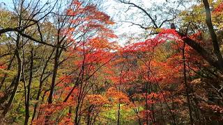 野山散歩（秋編）