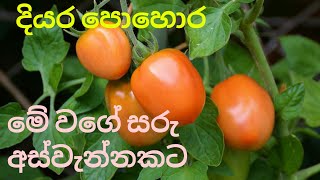 Organic liquid fertilizer/කාබනික දියර පොහොර නිශ්පාදනය/ගෙවතු වගාව සරු කරන්‍න