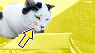 せい子ﾁｬﾝの顔を拭いたら怒りました💡たぬ子の居場所がエリア2に【メグミの猫友】