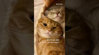 넘 귀엽게 잠자는 베니와 베리 보다가 딱걸렸어요! #shorts #cat