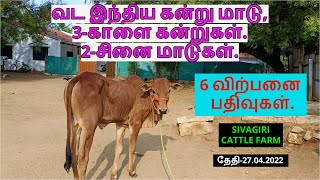 6-விற்பனை பதிவுகள்.வட இந்திய கன்று மாடு,3- காளை கன்றுகள்.2-சினை மாடுகள்.