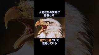 ハクトウワシ男前過ぎませんか？ #動物 #雑学