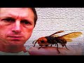 10 Most Painful Insect Stings In The World