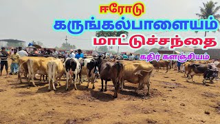 ஈரோடு கருங்கல்பாளையம் மாட்டுச்சந்தை||Erode karungalpalayam cow market||@KATHIRKALAJIYAM #எருமை