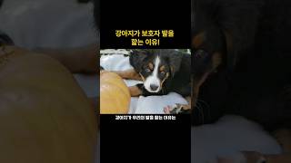 강아지가 보호자 발을 핥는 이유