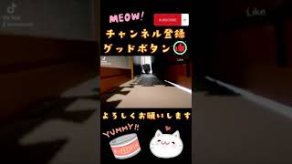 マンチカン　コネコ　小猫　ミヌエット　こねこ　仔猫　子ネコ　子猫　#shorts #猫 #cat