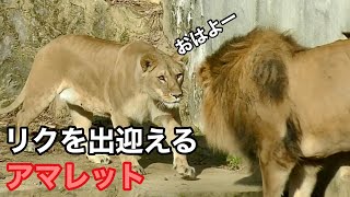 リクくんを出迎えるアマレットちゃん【安佐動物公園】Lion Riku-kun Amaret-chan Asa Zoo