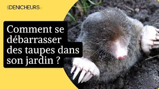 🐀 Taupes dans le jardin : 7 astuces pour s'en débarrasser rapidement 🐾