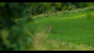 Summer Scouting Strategy for Fall Bucks