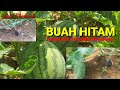 CARA MENGHINDARI AGAR BUAH TIDAK HITAM / GUGUR