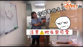 【哈寵PETube】第65集 愚人節特別企劃