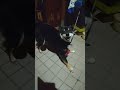 ❪キレッキレ💃❫カメラと目が合うクロ 日常 愛犬 わんこ 犬動画 黒柴 柴犬のいる暮らし いぬ いぬのきもち