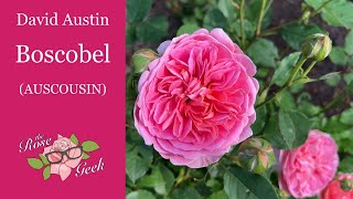 🌹 David Austin's Boscobel Rose / 3rd Year / (AUSCOUSIN)