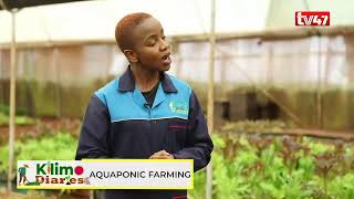 KILIMO DIARIES | Aquaponics lettuce farm