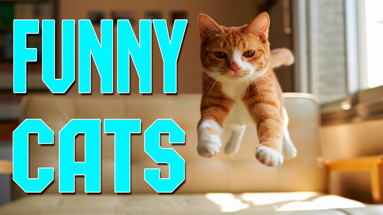 Funny Cats Compilation April 2016 - Funny Cats 2016 - Funny Cat Videos ...