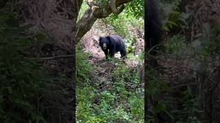 ദേ കരടി  പിന്നേം \u0026 പറമ്പിക്കുളം#bears #palakkad