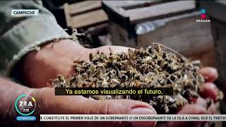 Reportan la muerte masiva de abejas en Campeche | Noticias con Francisco Zea