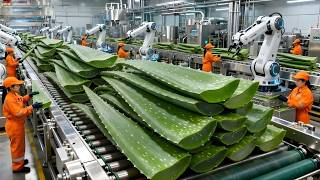How Factories Turn Aloe Vera into Refreshing Drinks: Millions of Bottles Daily (Full Process)