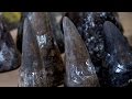 African Rhino Poaching Increases For The Sixth Year In A Row - Newsy