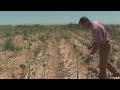 Central  Valley 6th-generation farmer trying to survive severe drought conditions