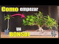 ⚠ COMO HACER UN BONSAI de OMBU ⚠