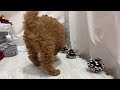 ペットショップ犬の家＆猫の里 イオン小牧店【生体番号　148028】【種類　トイプードル】