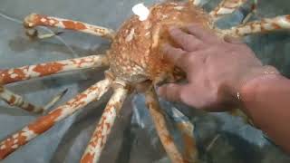 【エビとカニの水族館】タカアシガニに触れる～touching a spider crab～