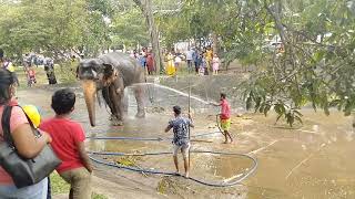 Beautifully adorned elephants and tuskers provide majesty and elegance to the Gangarama procession