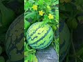 china’s genius farming tricks for unique fruits and big profits shorts plants farming