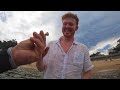 underwater metal detecting tropical paradise water s