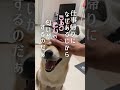 【柴犬】愛を育てる逢えない時間と飼い主の密会 犬 柴犬 家族