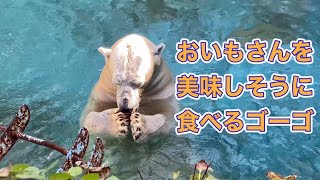 [天王寺動物園] おやつを食べて元気に遊ぶゴーゴ